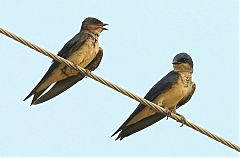 Gray-breasted Martin